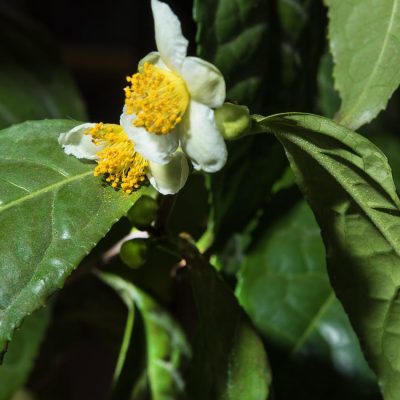 Camelia sinesis